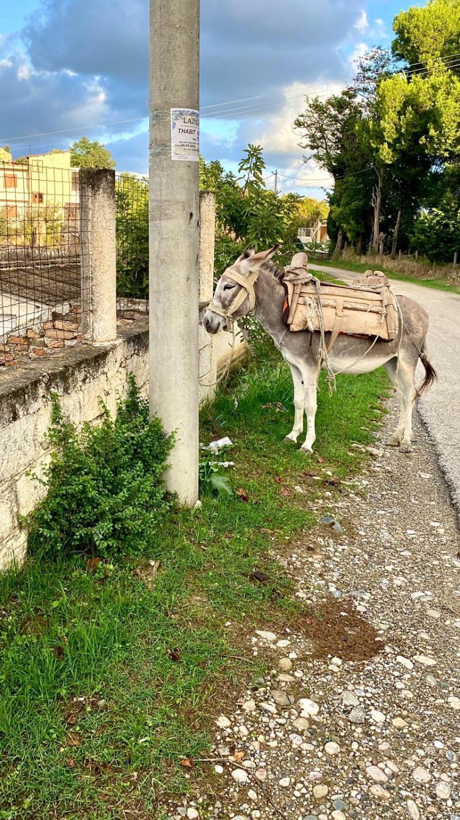 Bujtina Ismet Gjeli Apartament